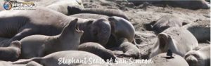 Elephant Seals of Simeon